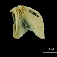 photo of Atlantic cod opercular medial view