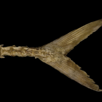photo of Greater amberjack caudal vertebra lateral view