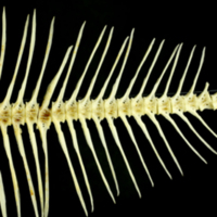 photo of European plaice caudal vertebra lateral view