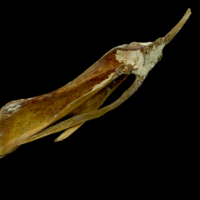 photo of Atlantic bluefin tuna  posttemporal medial view