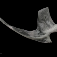 photo of Parrot fish postcleithrum lateral view