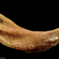 photo of Catfish preopercular lateral view