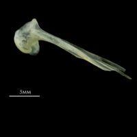 photo of Scad maxilla lateral view