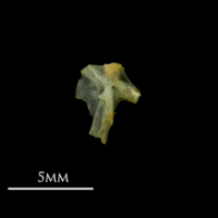 photo of Bullhead hyomandibular lateral view