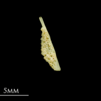 photo of Five-Bearded Rockling pharyngeal dorsal view