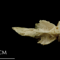 photo of Turbot basioccipital ventral view