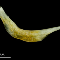 photo of Common sole preopercular medial view