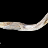 photo of Sea scorpion cleithrum lateral view