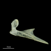 photo of Scad premaxilla lateral view