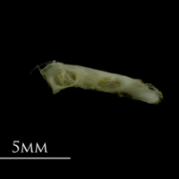 photo of Mediterranean moray for assessment medial view