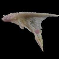 photo of Tub gurnard posttemporal medial view