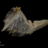 photo of White grouper opercular subopercular complex medial view