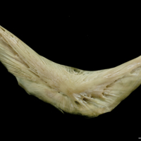 photo of Turbot preopercular lateral view