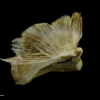 photo of European conger quadrate medial view