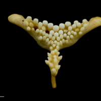 photo of Cuckoo wrasse pharyngeal dorsal view