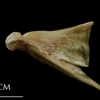 photo of Turbot quadrate medial view