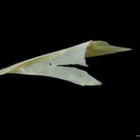 photo of Northern pike posttemporal detail view