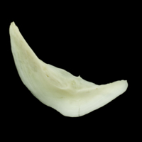 photo of Common carp preopercular medial view