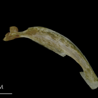 photo of Spanish mackerel maxilla lateral view