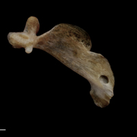 photo of Red seabream maxilla lateral view