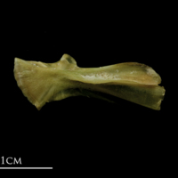 photo of John dory hyomandibular medial view