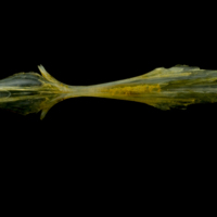 photo of Grey gurnard parasphenoid ventral view