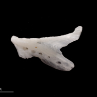 photo of European flounder dentary lateral view