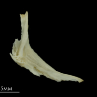 photo of Dragonet cleithrum medial view