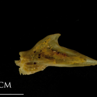 photo of Thinlip grey mullet  articular medial view