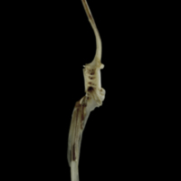 photo of Brill precaudal vertebra lateral view