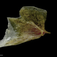 photo of Spanish mackerel opercular medial view