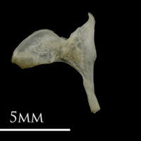 photo of Eelpout for assessment lateral view