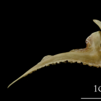 photo of Turbot premaxilla lateral view