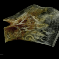 photo of Couch's seabream for assessment lateral view