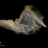 photo of White grouper opercular subopercular complex lateral view