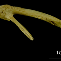 photo of Atlantic cod posttemporal medial view