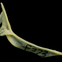 photo of Greater forkbeard cleithrum medial view