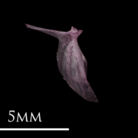 photo of Dragonet for assessment medial view