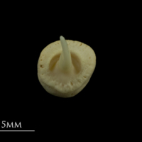 photo of Thornback ray buckler spine dorsal view