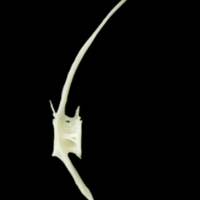 photo of Freshwater bream precaudal vertebra lateral view