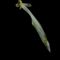 photo of Small sandeel maxilla lateral view