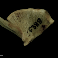 photo of Atlantic salmon quadrate medial view