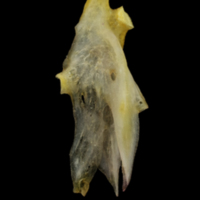 photo of European eel hyomandibular lateral view