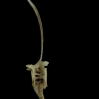 photo of Brill precaudal vertebra lateral view
