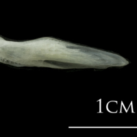 photo of European plaice supracleithrum lateral view