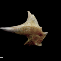 photo of Red seabream articular lateral view