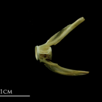 photo of John dory ultimate vertebra lateral view