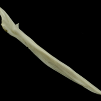 photo of Grey Triggerfish for assessment lateral view