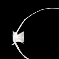 photo of Atlantic herring caudal vertebra lateral view