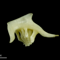 photo of Rudd pharyngeal ventral view